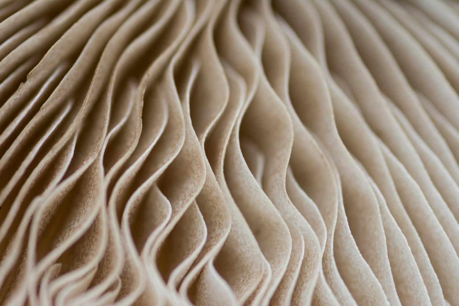 shutterstock 681645967 Makrokuva sienestä.